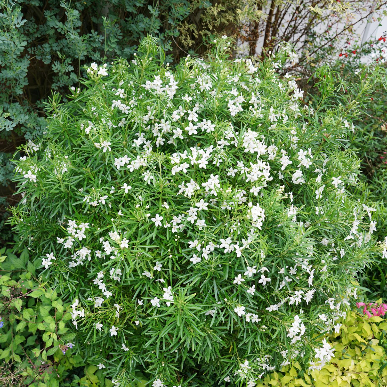 PINBALL BLIZZARD™ Choisya