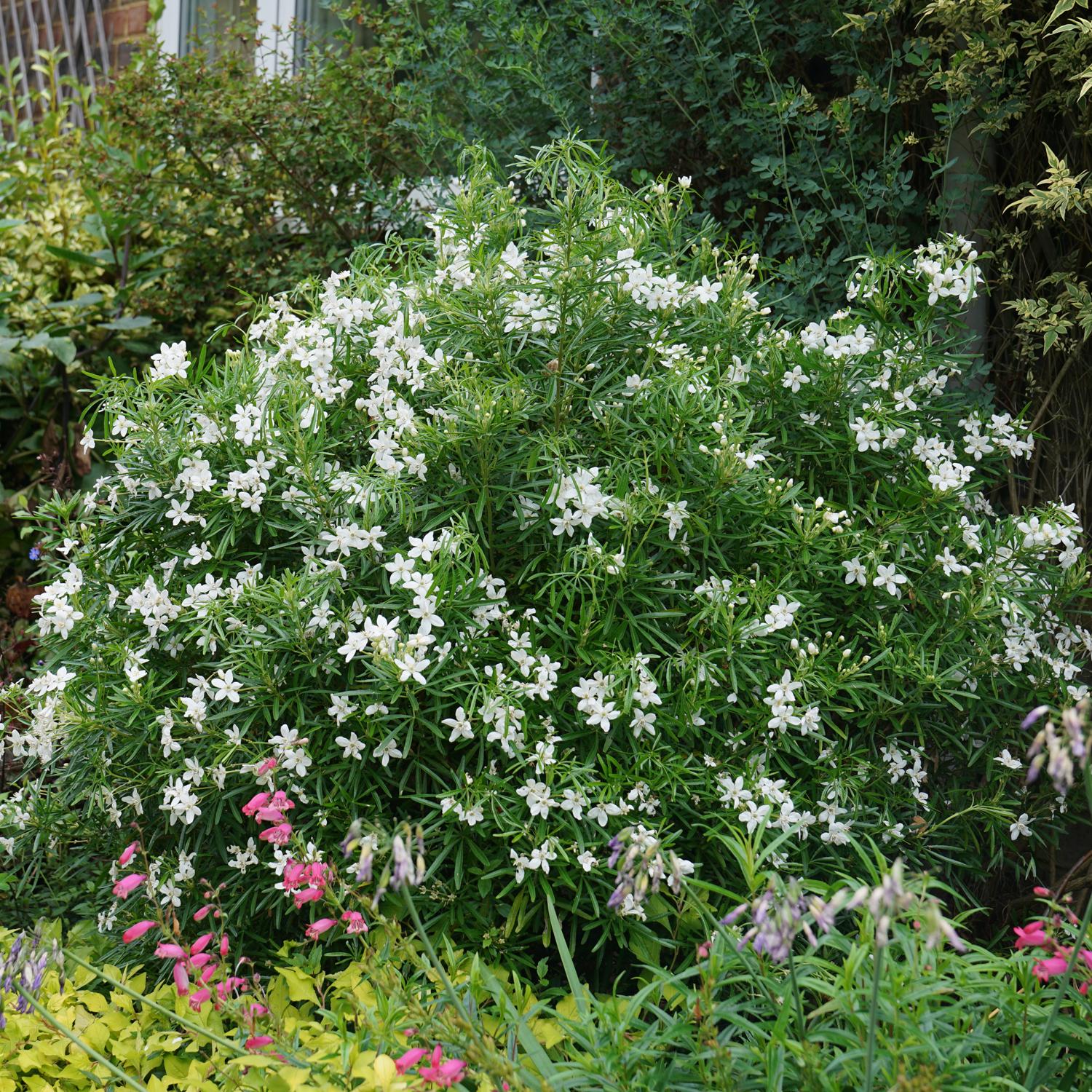 PINBALL BLIZZARD™ Choisya - Image 3