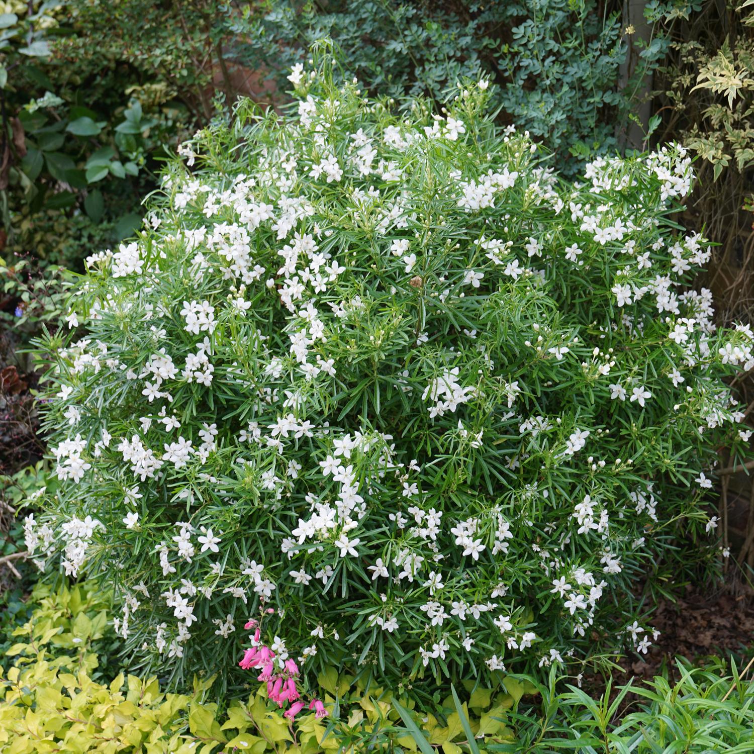 PINBALL BLIZZARD™ Choisya - Image 4