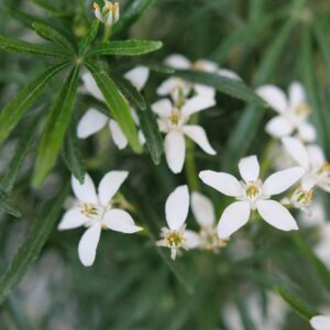 Mexican Orange - Choisya