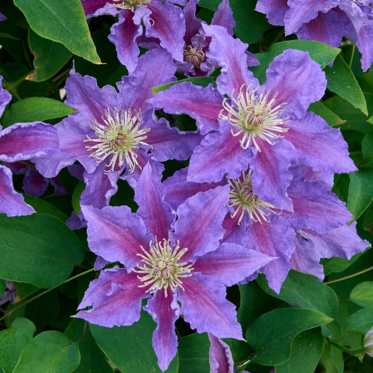 Baroness Fookes™ Clematis