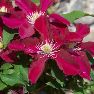 Elpis™ Clematis