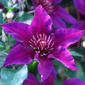 FLEURI™ Clematis