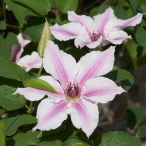 Ithemba™ Clematis