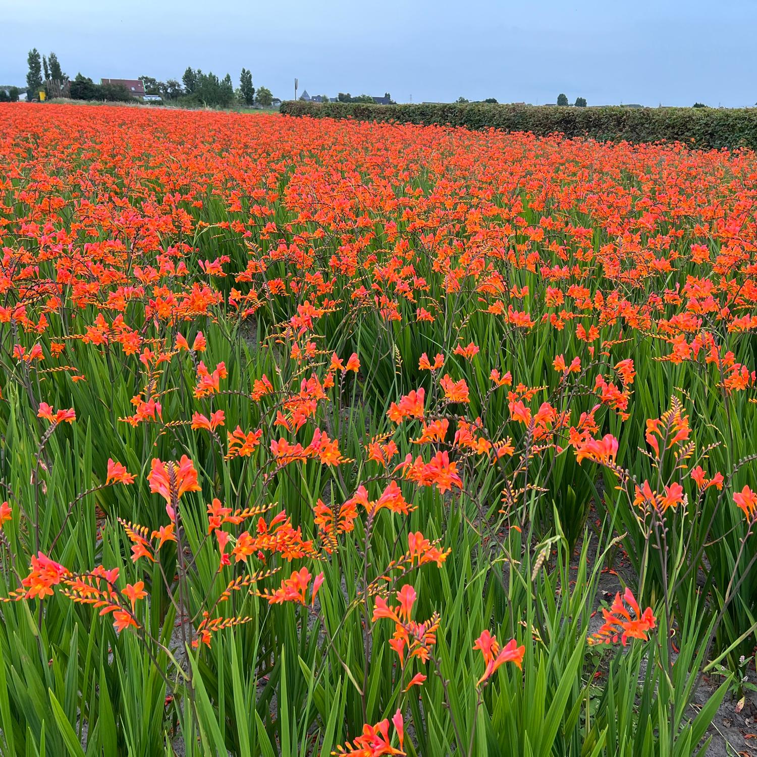Crocosmia 'Peach Melba' - Image 2