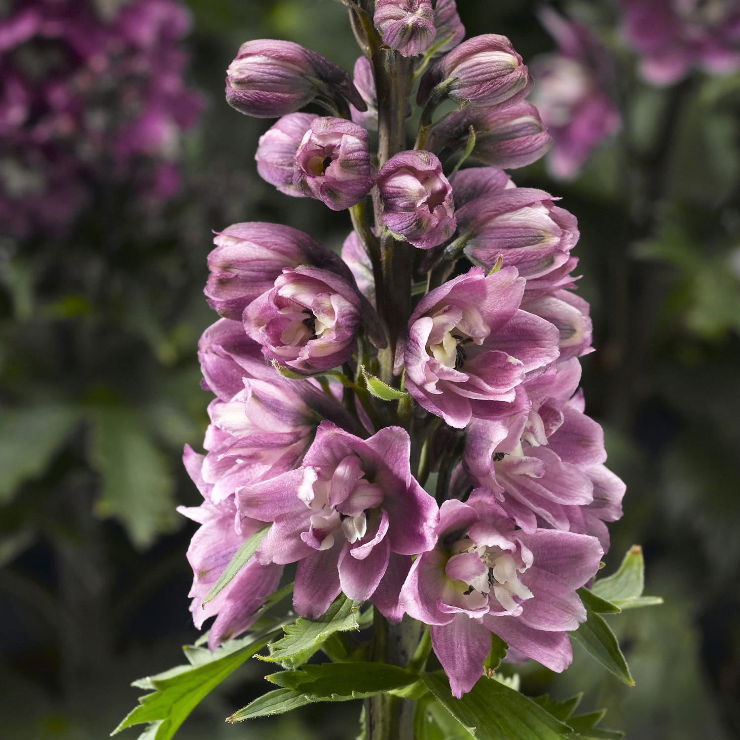 DELPHINA™ 'Pink White Bee' Delphinium