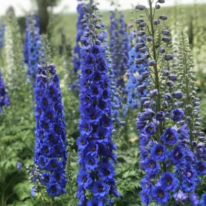 Delphinium New Zealand 'Blue Buccaneers'