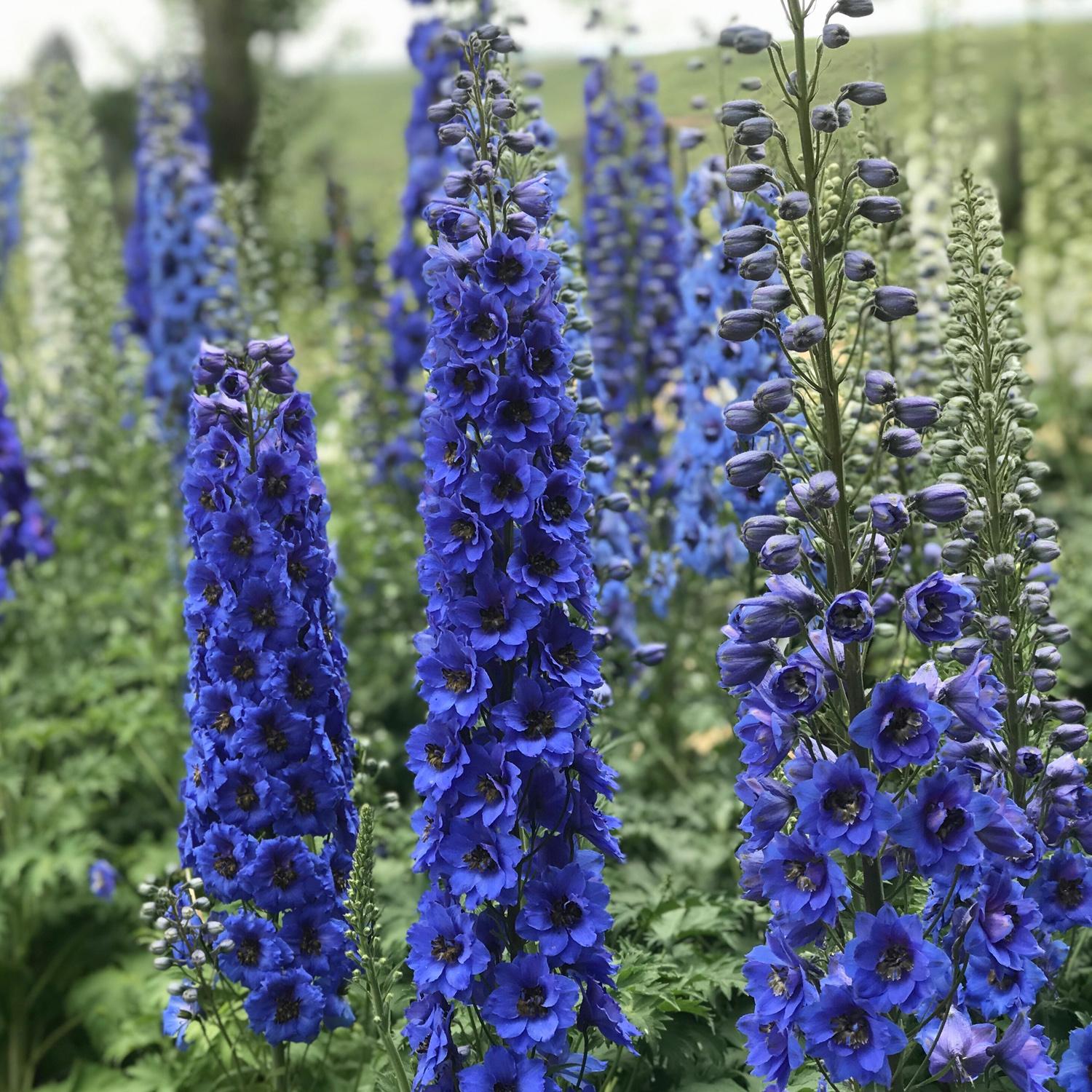 Delphinium New Zealand 'Blue Buccaneers'