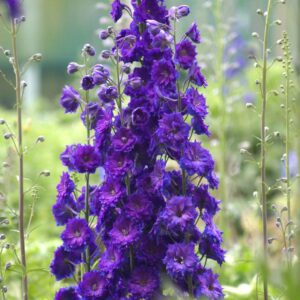 Delphinium New Zealand 'Pagan Purples'