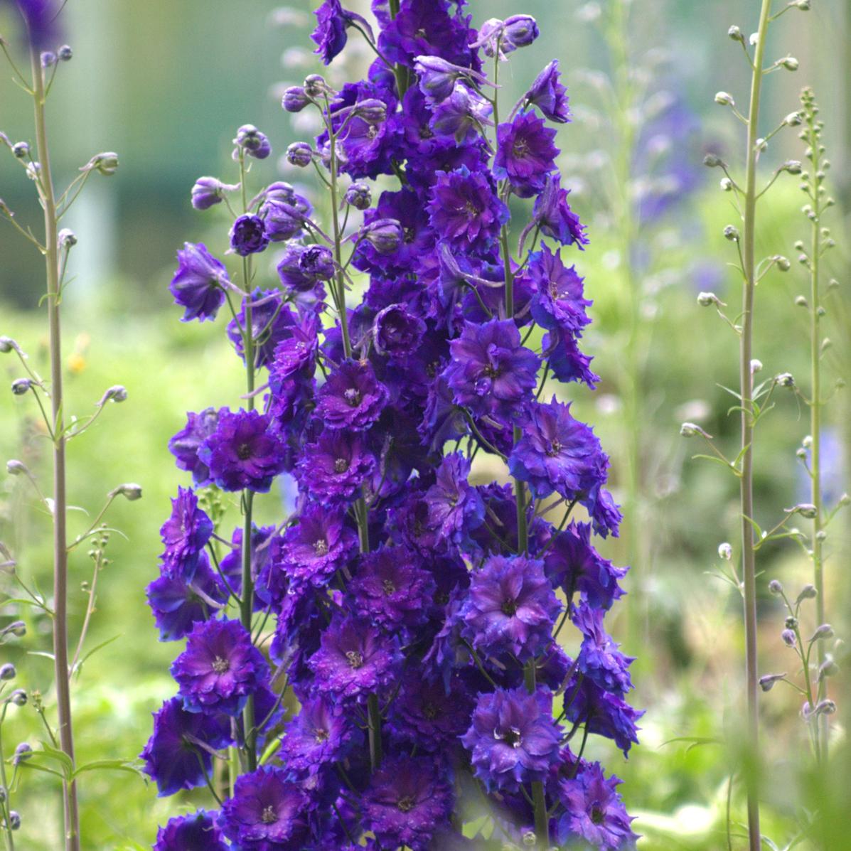Delphinium New Zealand 'Pagan Purples'