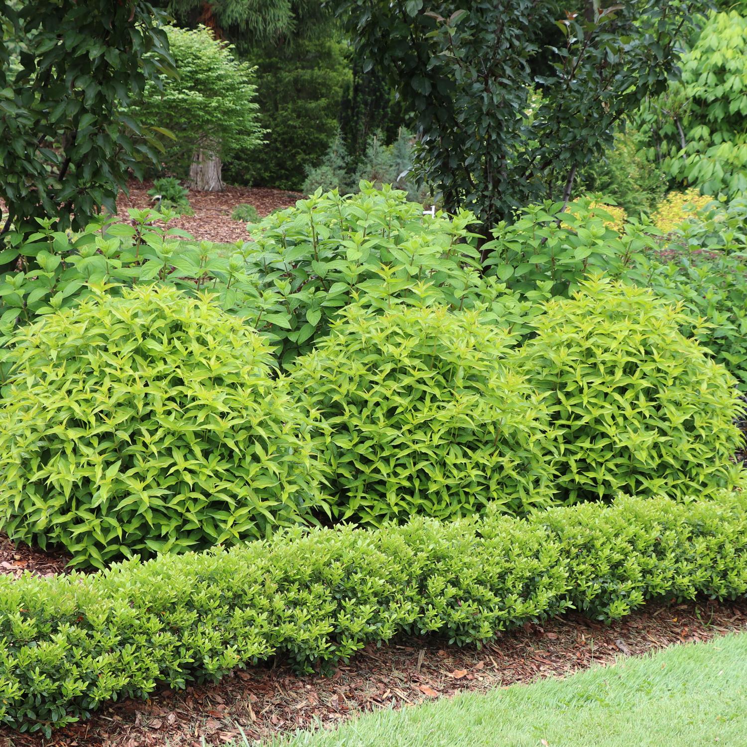 KODIAK® Green Diervilla - Image 3