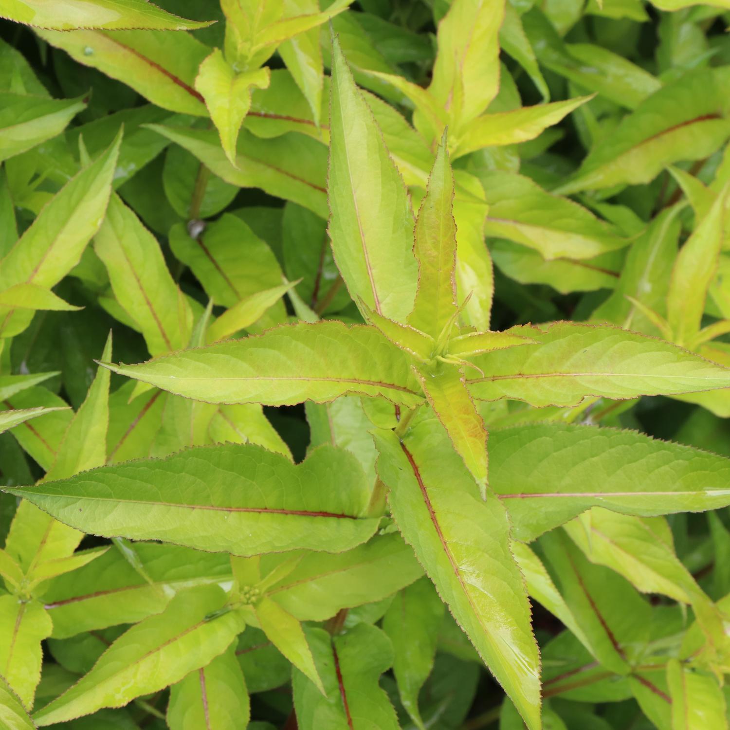 KODIAK® Green Diervilla - Image 4