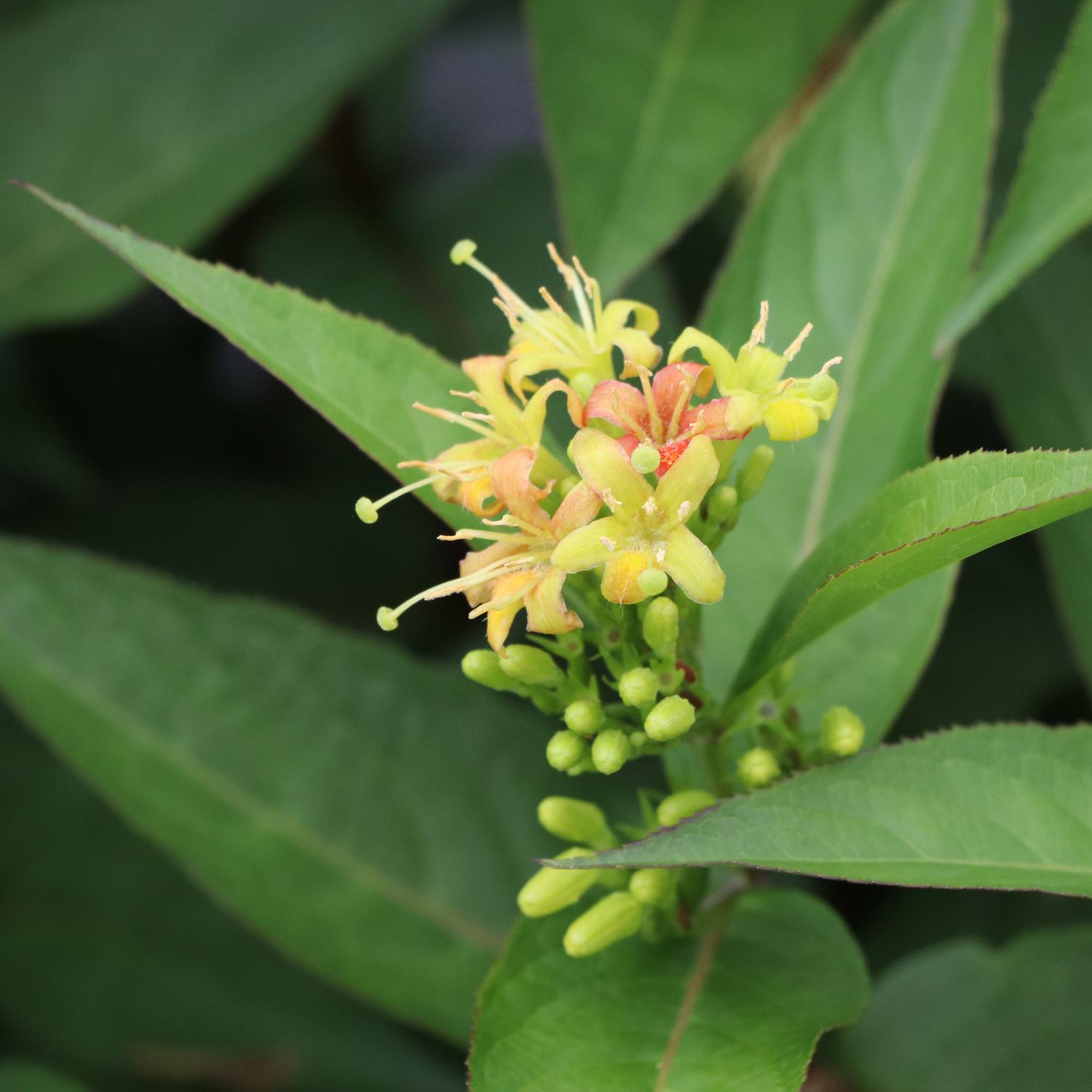 KODIAK® Green Diervilla - Image 5