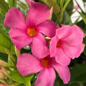 Dipladenia SUNDENIA® Suprema Vivid Pink