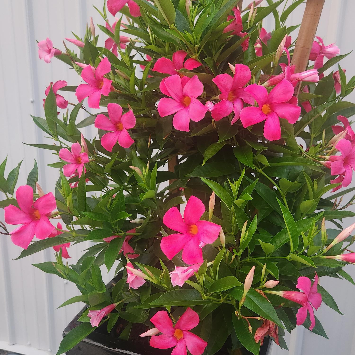 SUNDENIA® Suprema Vivid Pink Dipladenia - Image 2