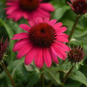 Echinacea SOMBRERO POCO™ Hot Pink
