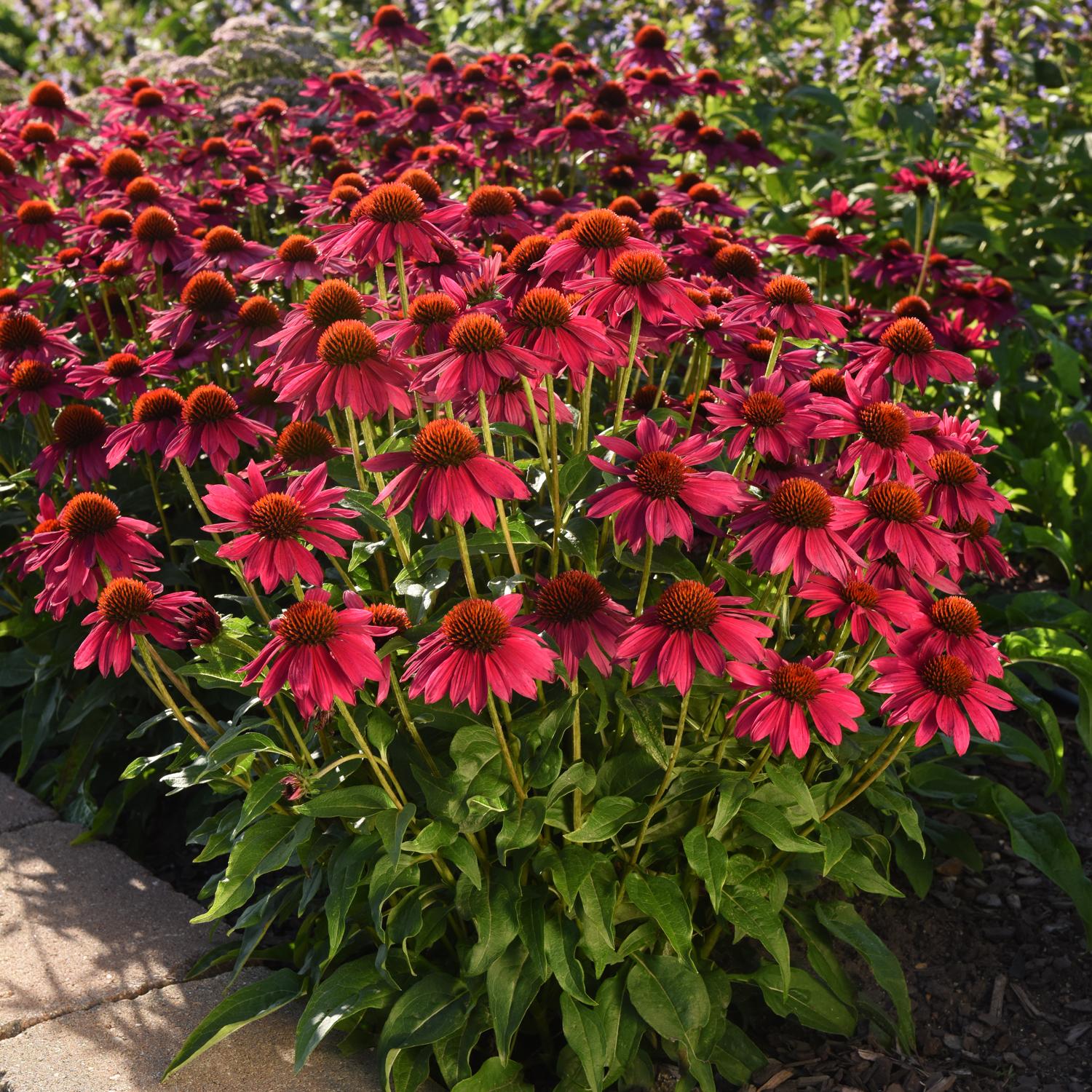SOMBRERO POCO™ Hot Pink Echinacea - Image 2