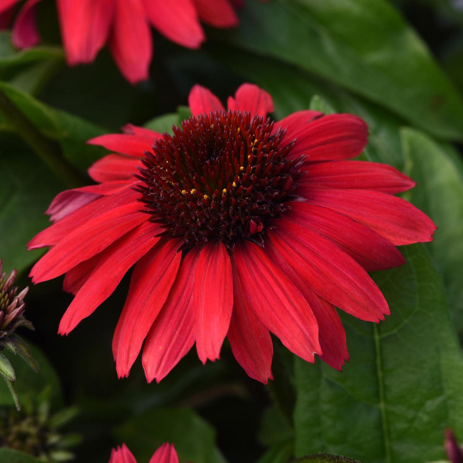 SOMBRERO POCO™ Red Echinacea