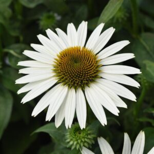 Echinacea SOMBRERO POCO™ White