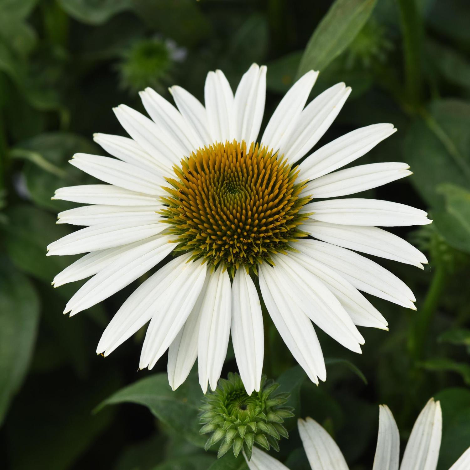 SOMBRERO POCO™ White Echinacea