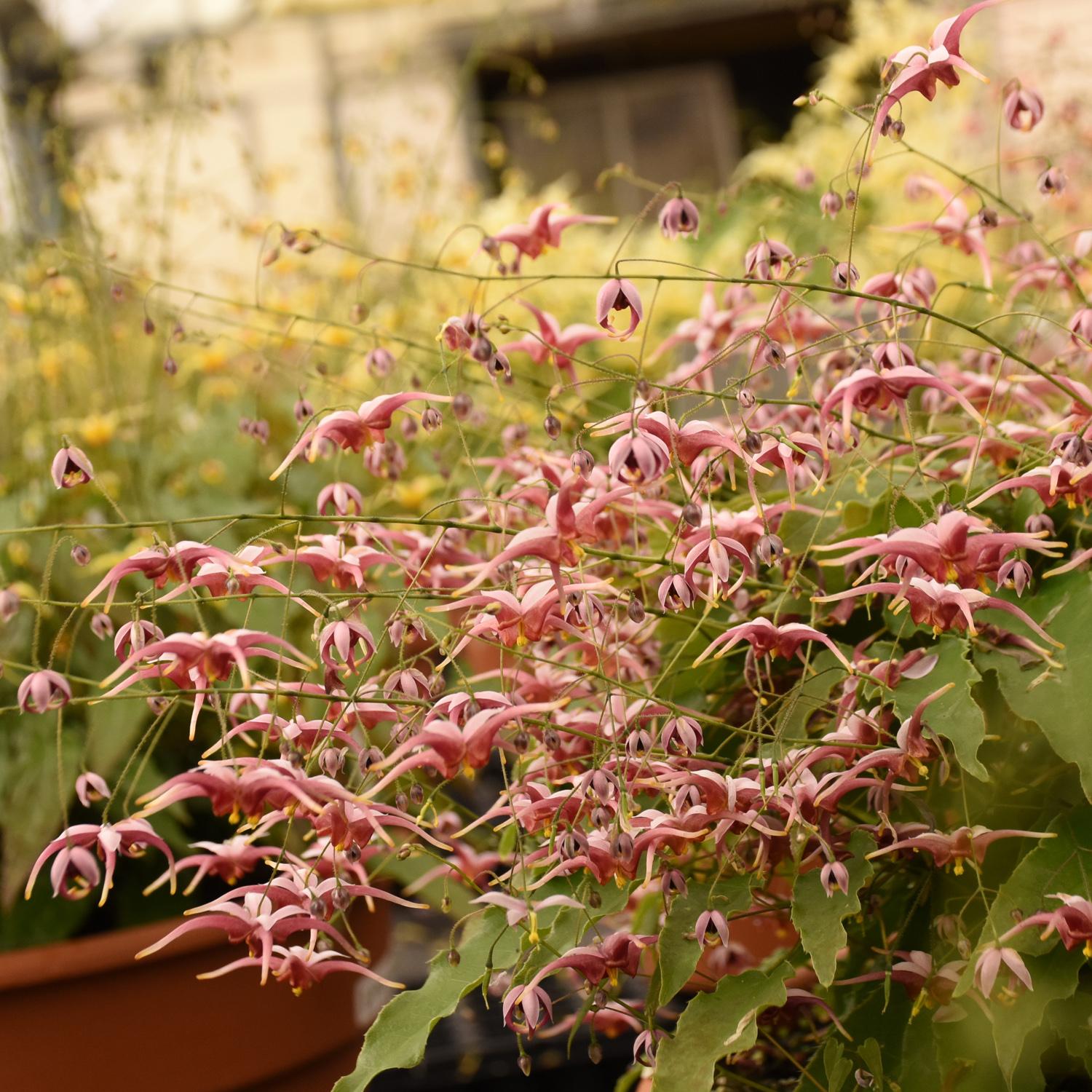 Epimedium 'Hugs and Kisses' - Image 2