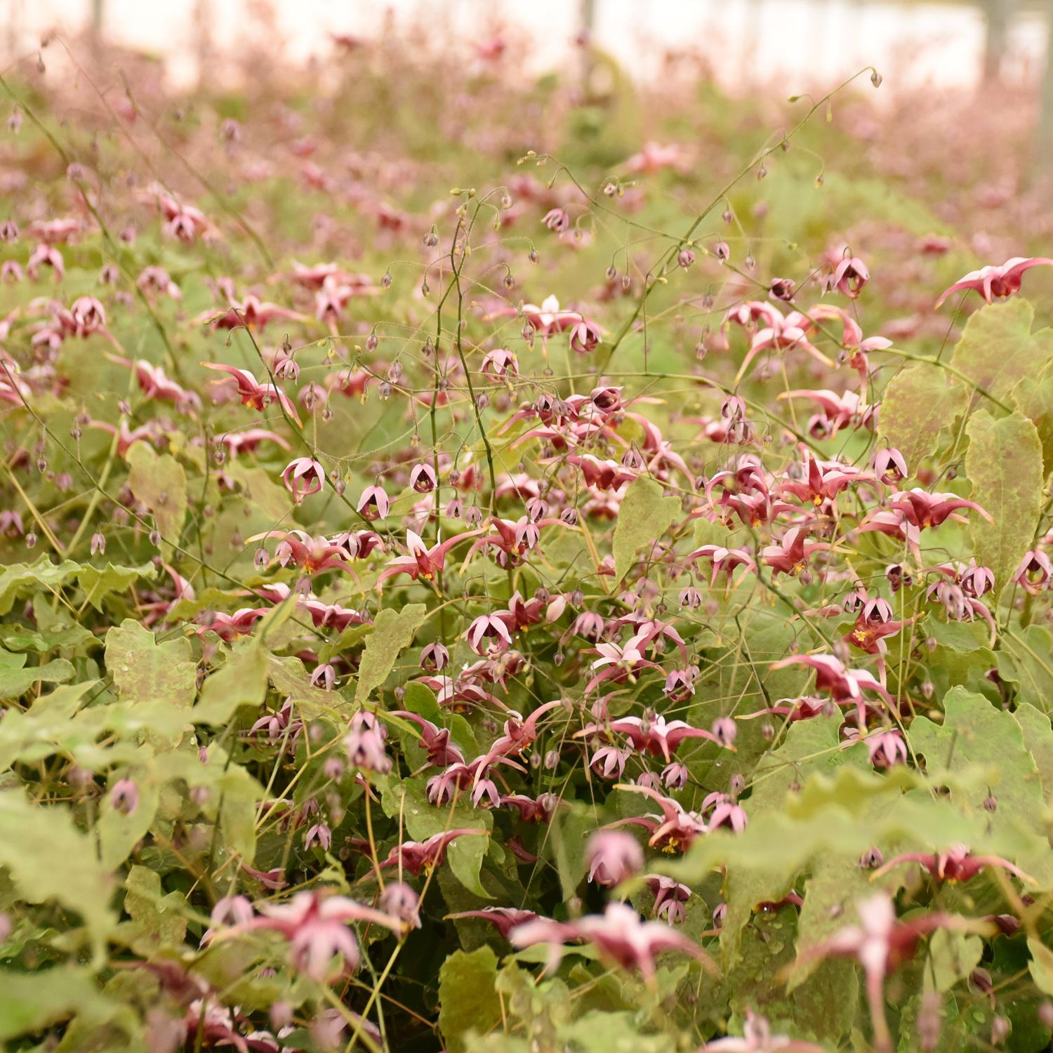 Epimedium 'Hugs and Kisses' - Image 3