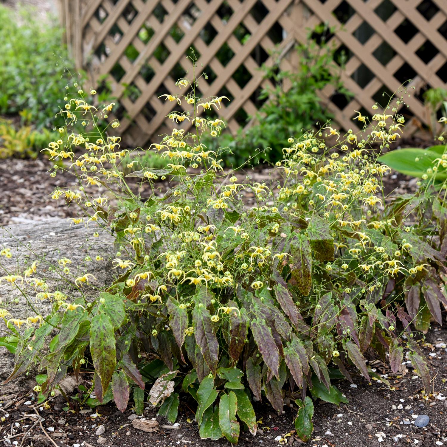 Epimedium 'Woodland Elf' - Image 2