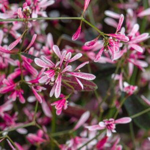 Euphorbia 'Starblast Pink'