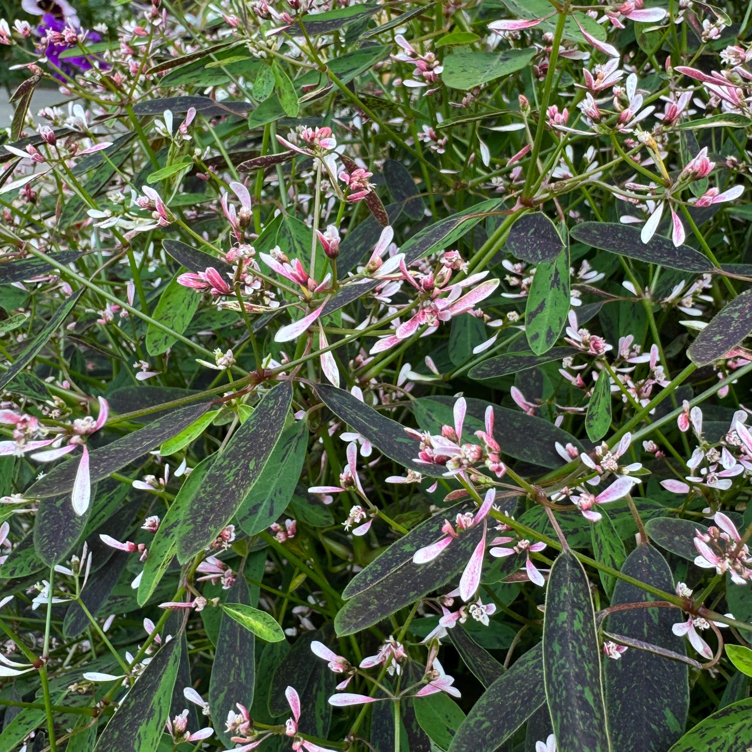 Euphorbia 'Starblast Pink' - Image 2