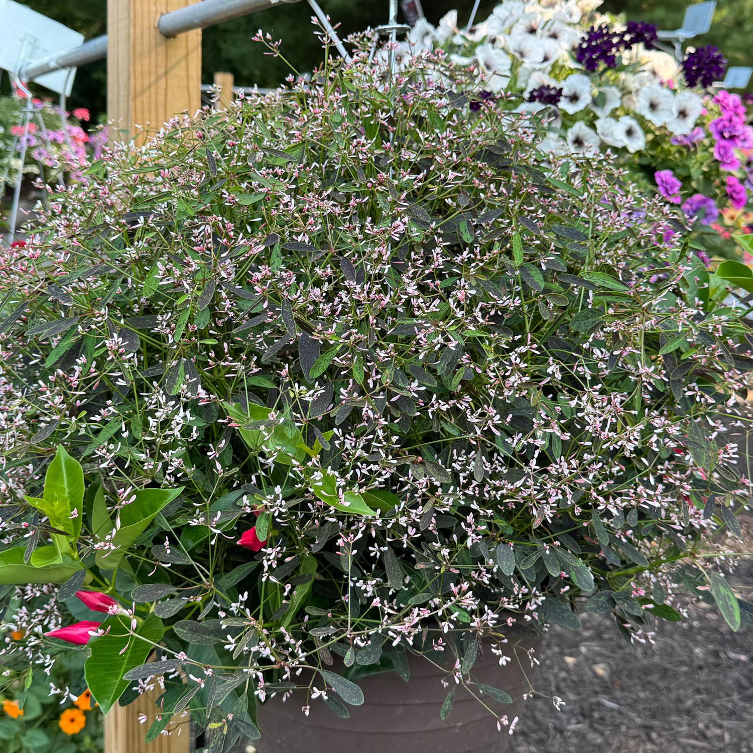 Euphorbia 'Starblast Pink' - Image 3