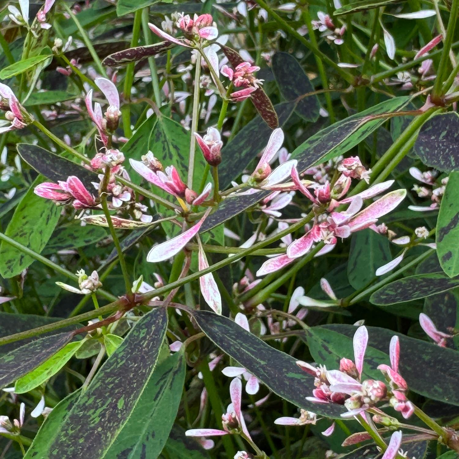 Euphorbia 'Starblast Pink' - Image 4