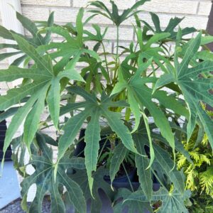 HIGH FIVE™ 'Green Fingers' Fatsia