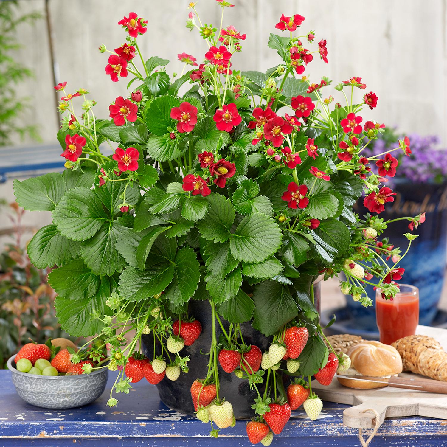 Fragaria 'Ruby Ann' - Image 2