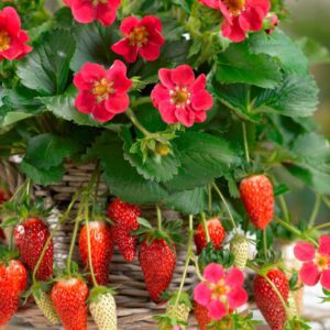 Fragaria 'Tristan'