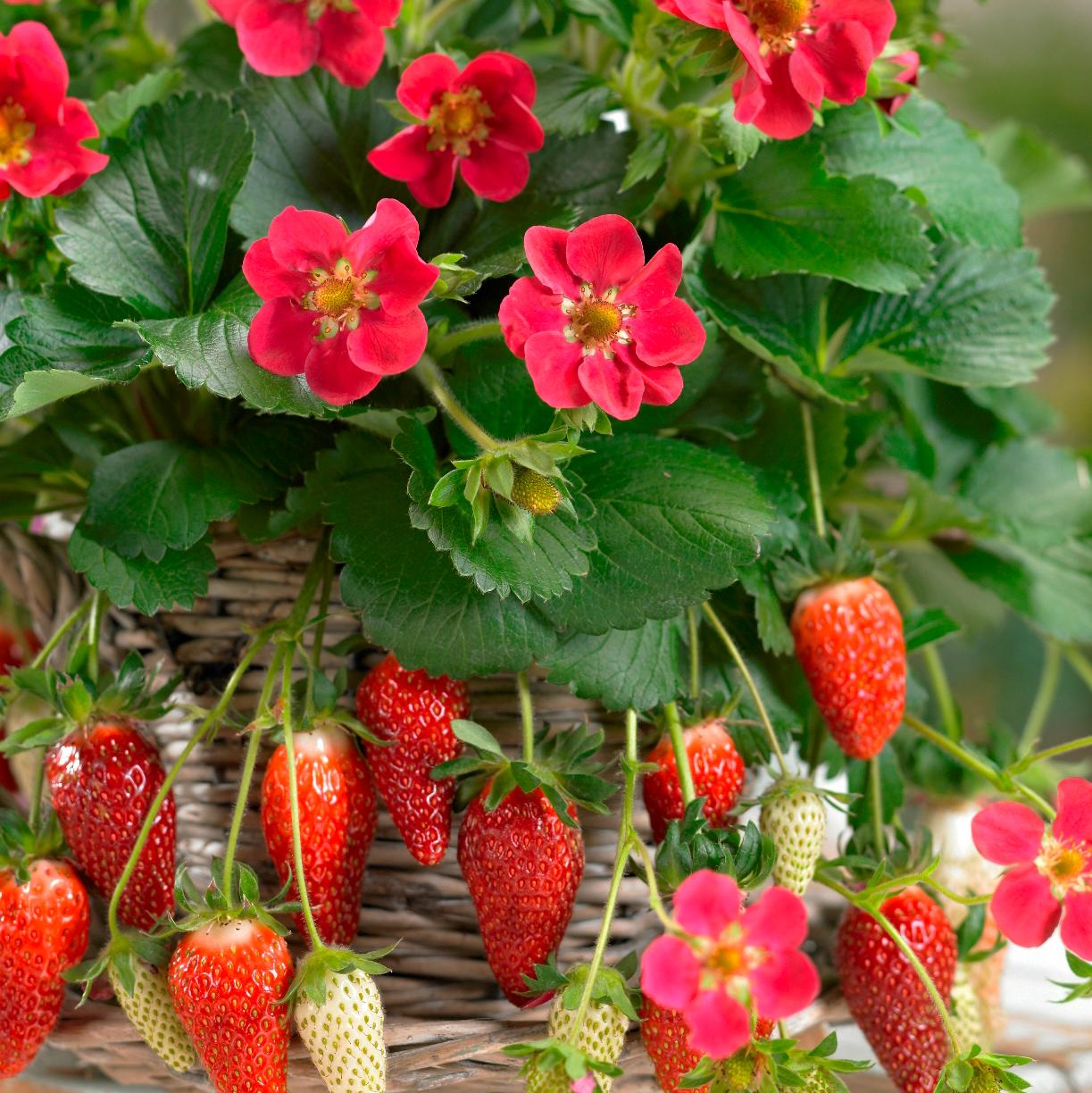 Fragaria 'Tristan'