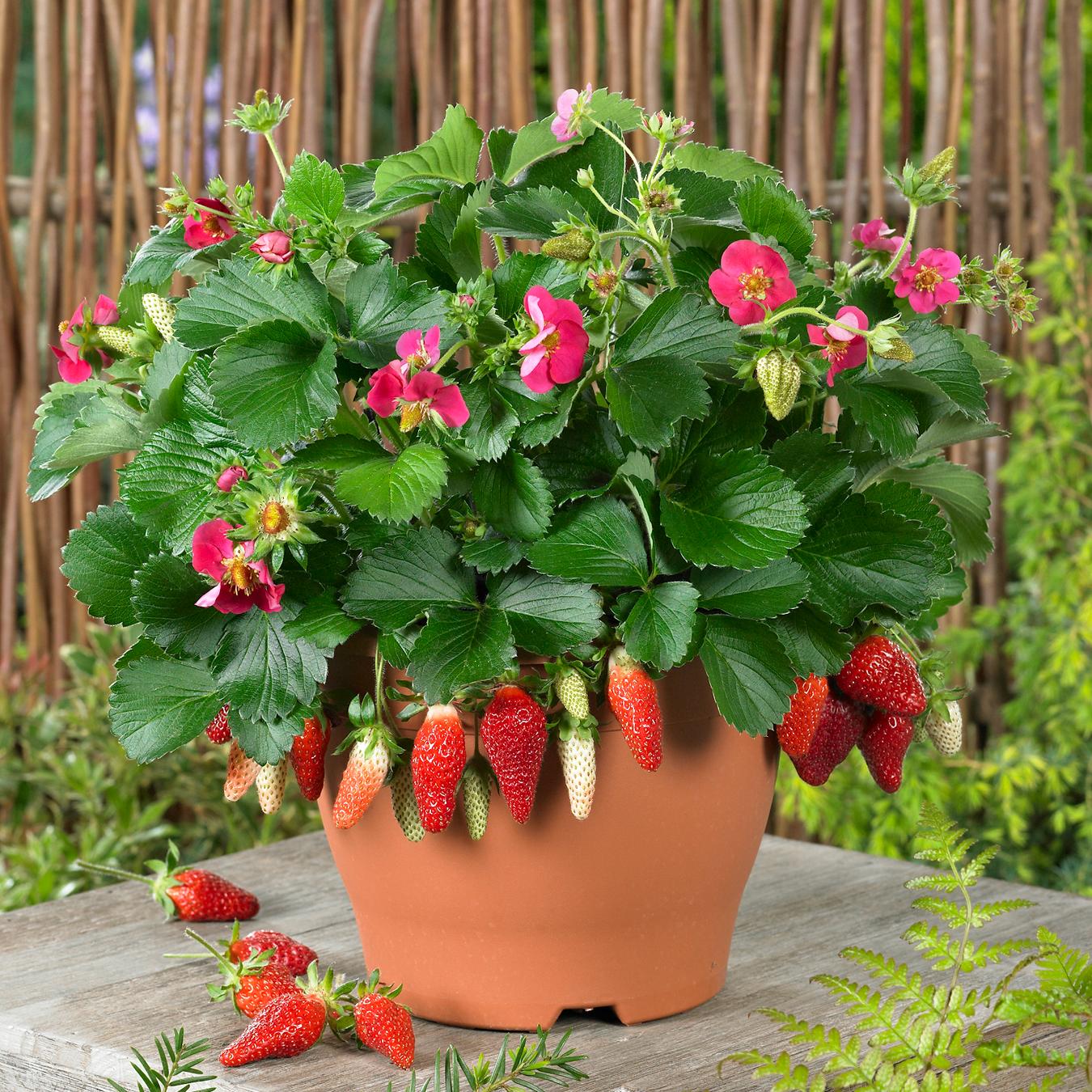 Fragaria 'Tristan' - Image 4