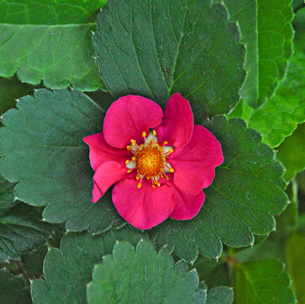 Fragaria 'Tristan' - Image 3