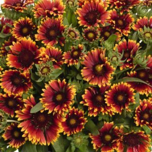 Gaillardia SpinTop® Orange Halo