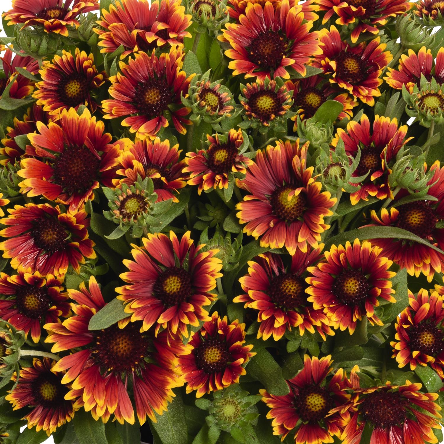 SpinTop® Orange Halo Gaillardia