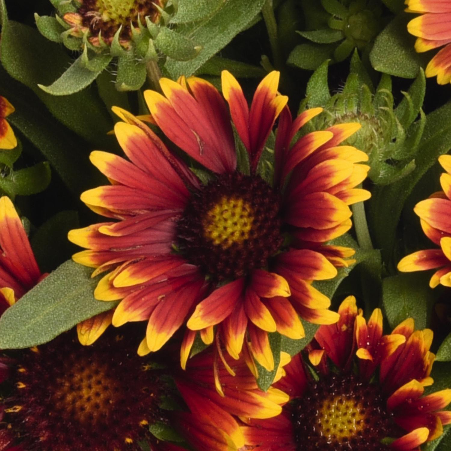 SpinTop® Orange Halo Gaillardia - Image 2
