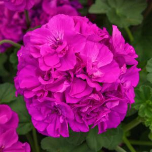 SOLERA™ Purple Geranium