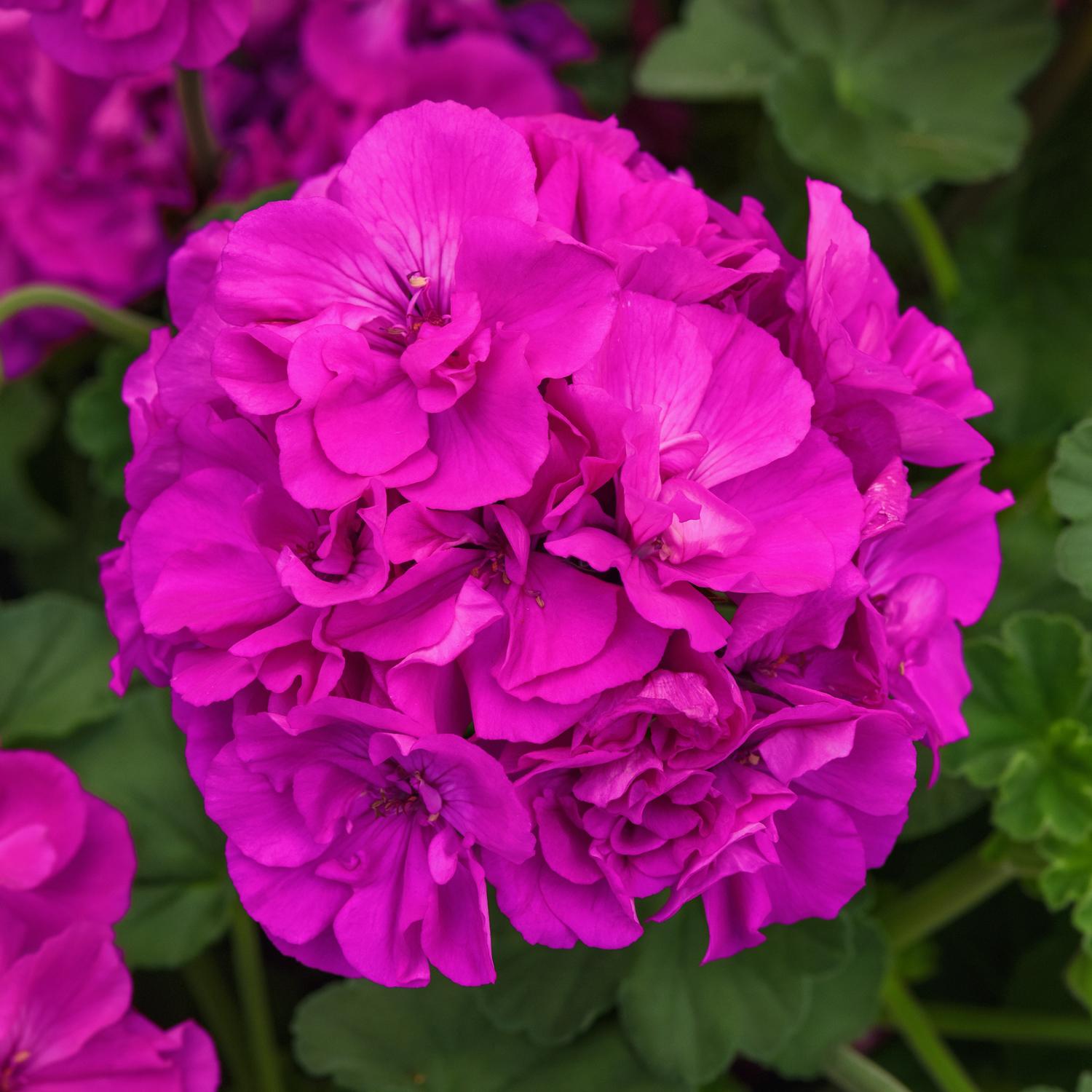 SOLERA™ Purple Geranium