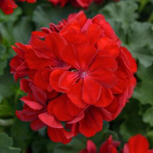 Geranium SOLERA™ Dark Red
