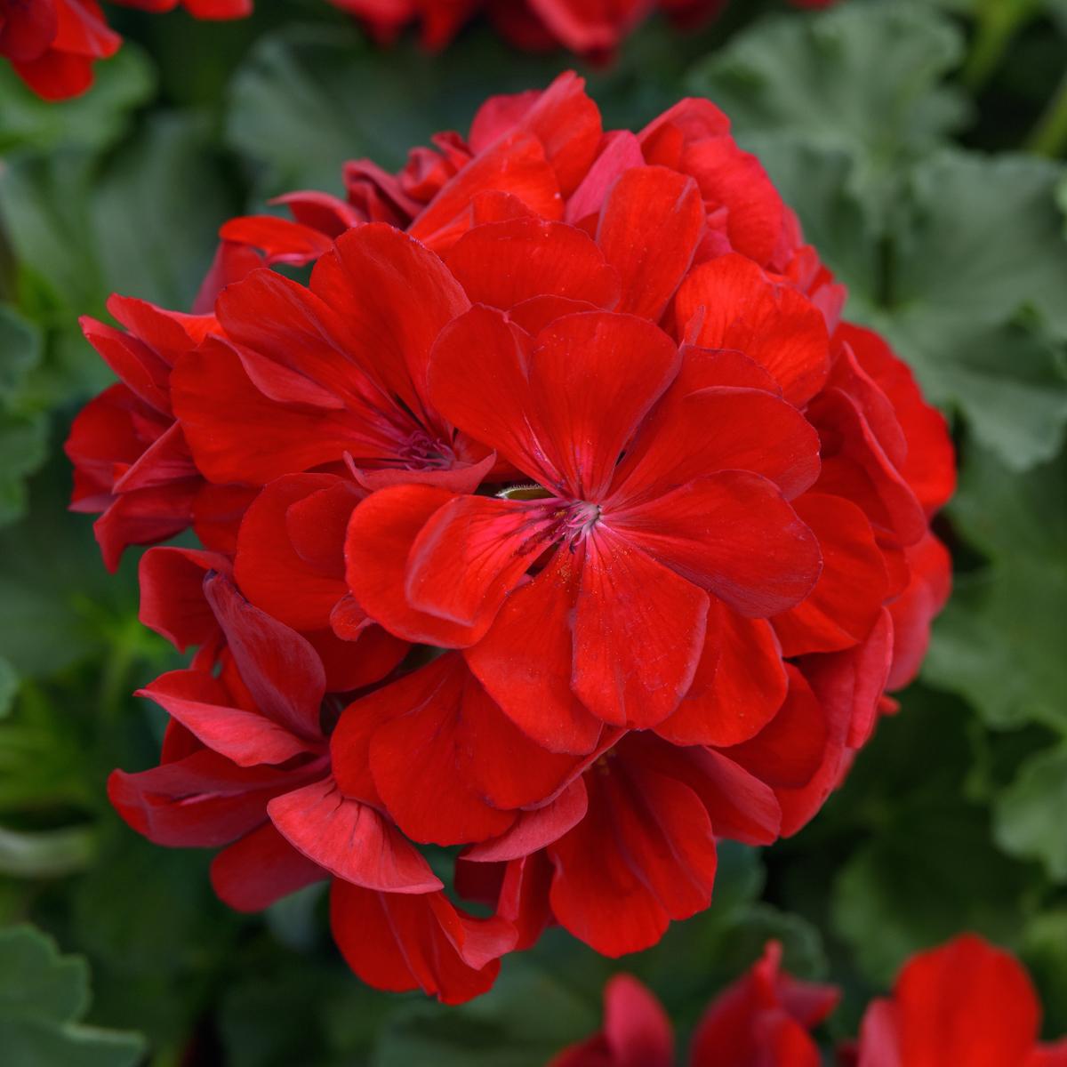 SOLERA™ Dark Red Geranium
