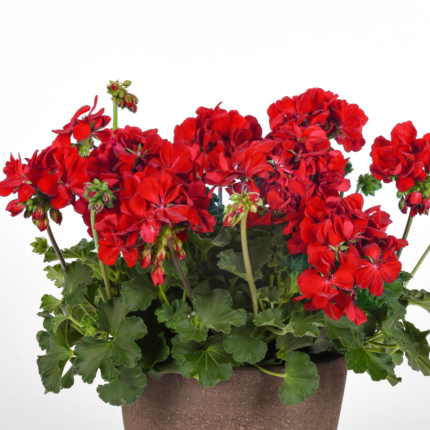 SOLERA™ Dark Red Geranium - Image 2