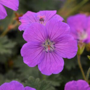 Geranium Purple Glow