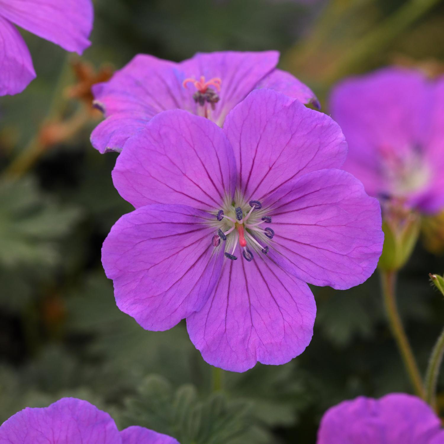 Geranium 'Purple Glow'