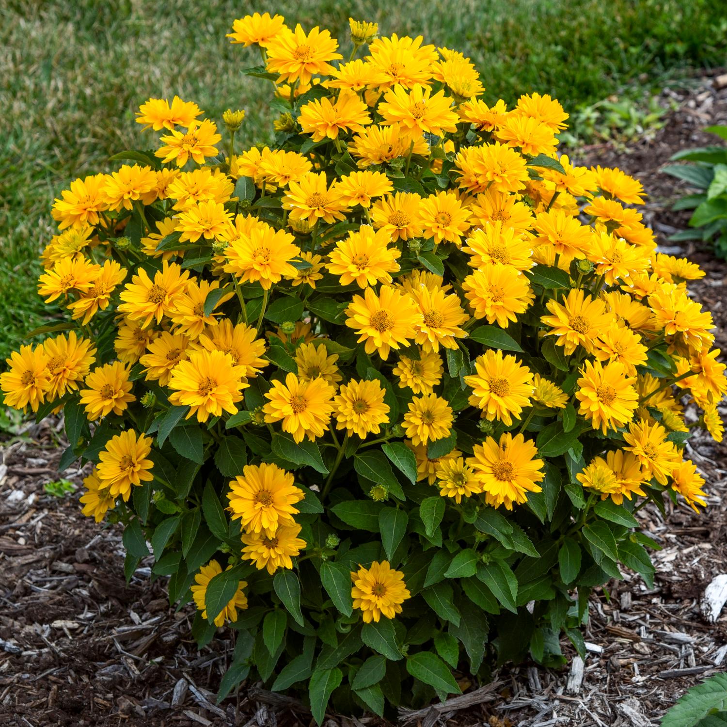ATHENA GOLD™ Heliopsis - Image 2