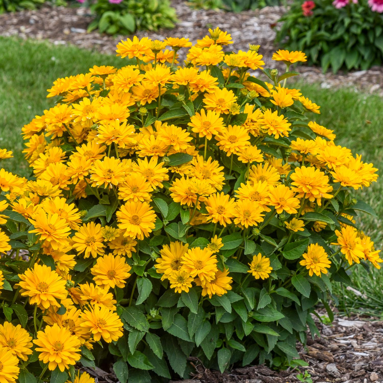 ATHENA GOLD™ Heliopsis - Image 3
