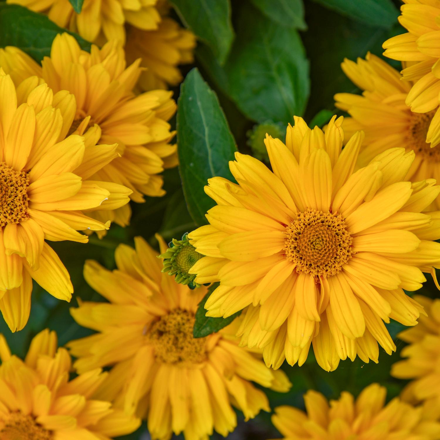 ATHENA GOLD™ Heliopsis - Image 4